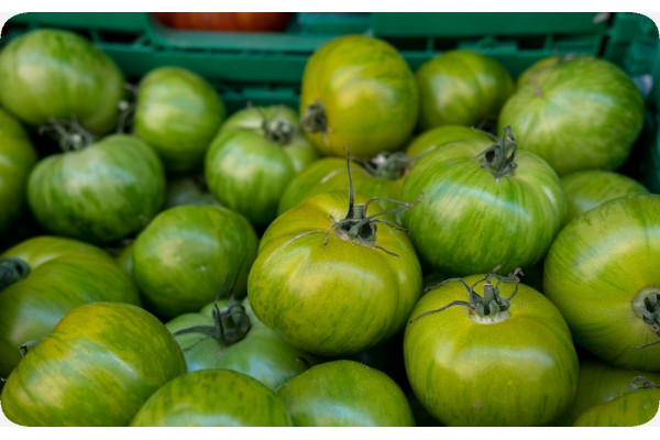 Organic Tomato - Green Zebra