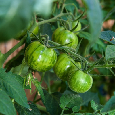Organic Tomato - Green Zebra