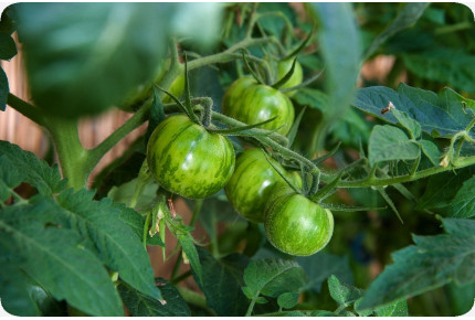 ORGANIC - Tomato - Green Zebra