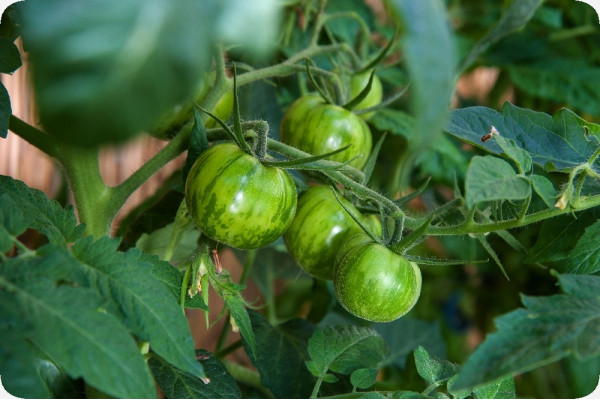Organic Tomato - Green Zebra
