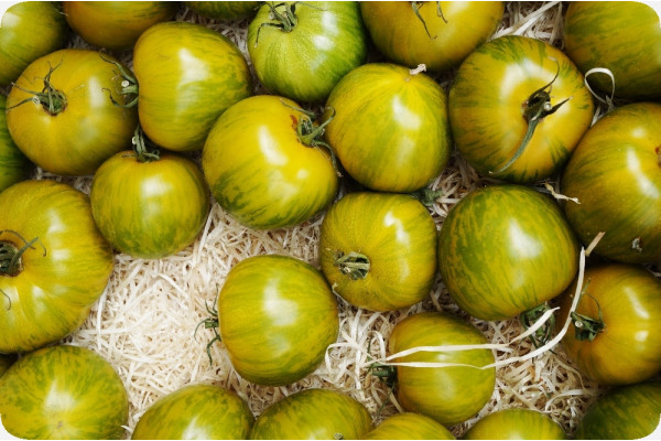 Organic Tomato - Green Zebra