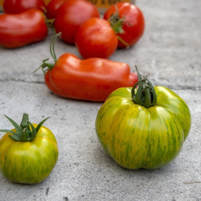 Organic Tomato - Green Zebra