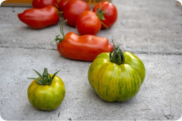Organic Tomato - Green Zebra
