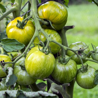 Organic Tomato - Green Zebra