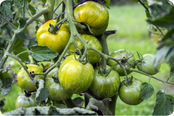 Organic Tomato - Green Zebra