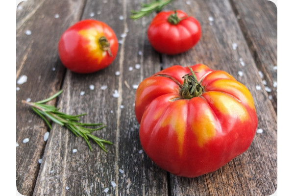 ORGANIC - Tomato - Rouge de Marmande