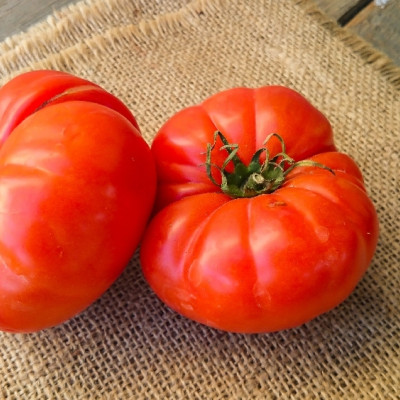 ORGANIC - Tomato - Rouge de Marmande