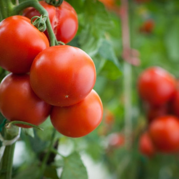 BIO - Tomate - Matina