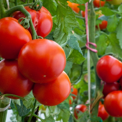 Organic - Tomato - Matina