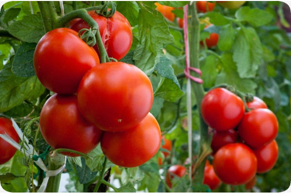Organic - Tomato - Matina
