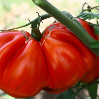 BIO - Tomate - Ochsenherz