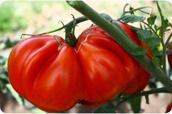 Organic - Tomato - Oxheart