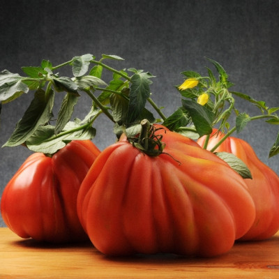 Organic - Tomato - Oxheart
