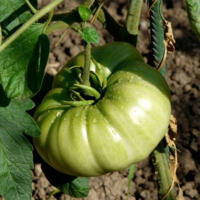 Organic - Tomato - Oxheart