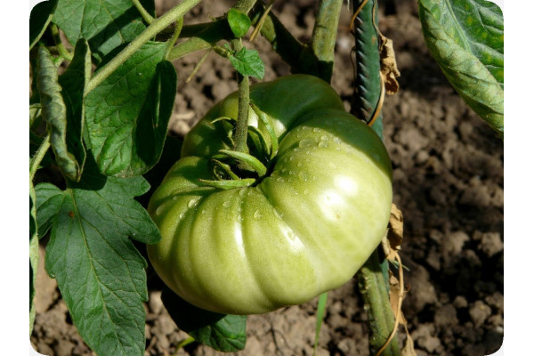 Organic - Tomato - Oxheart