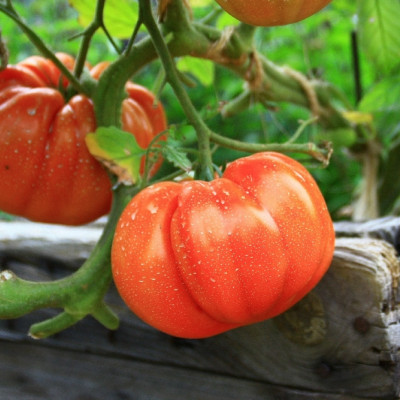 Organic - Tomato - Oxheart