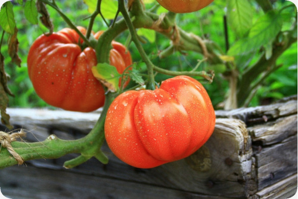 Organic - Tomato - Oxheart