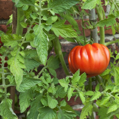 Organic - Tomato - Oxheart