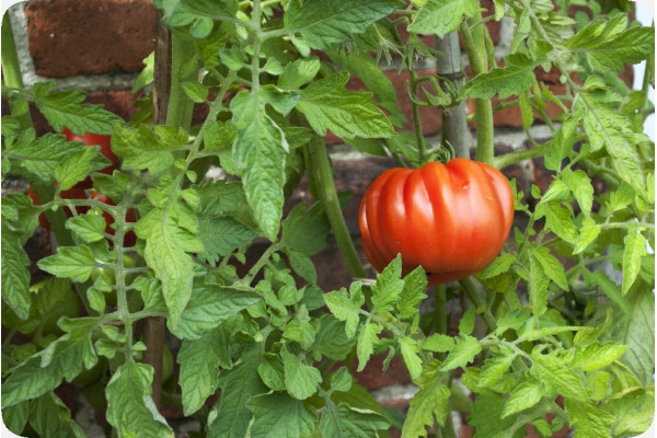 Organic - Tomato - Oxheart