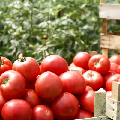 BIO - Tomate - Saint Pierre