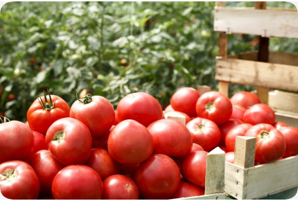 BIO - Tomate - Saint Pierre