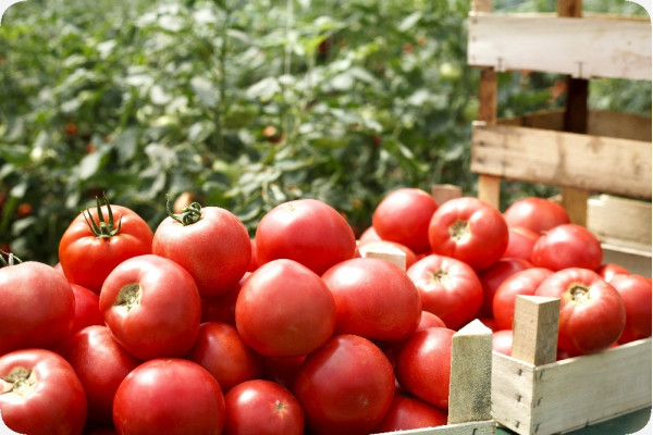 BIO - Tomate - Saint Pierre