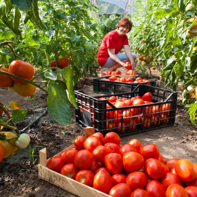 BIO - Tomate - Saint Pierre