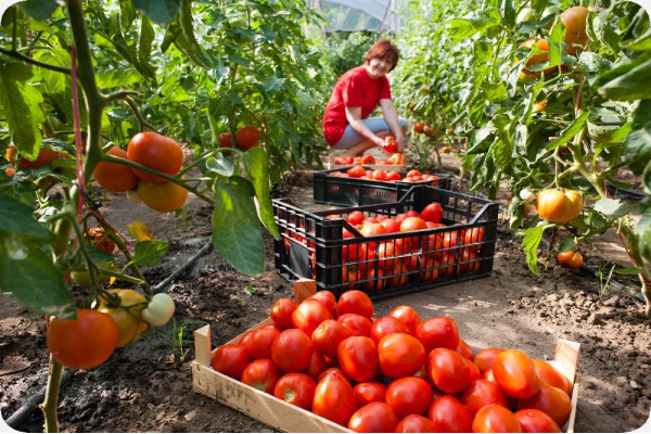 BIO - Tomate - Saint Pierre