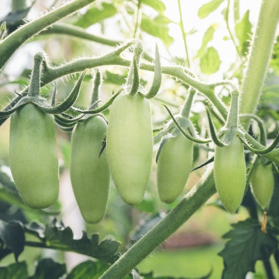 Organic - Tomato - San Marzano
