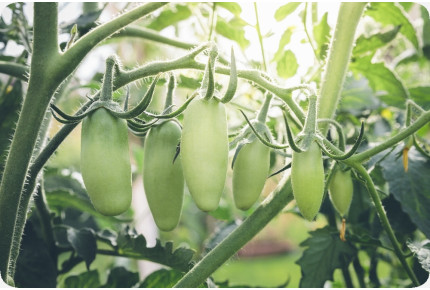 BIO - Tomate - San Marzano