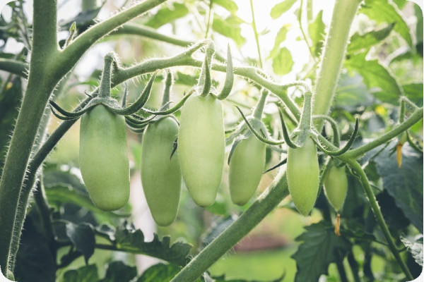 Organic - Tomato - San Marzano