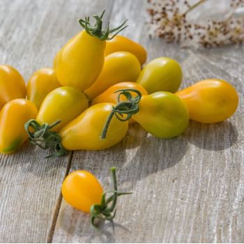 ORGANIC - Tomato - Yellow Submarine