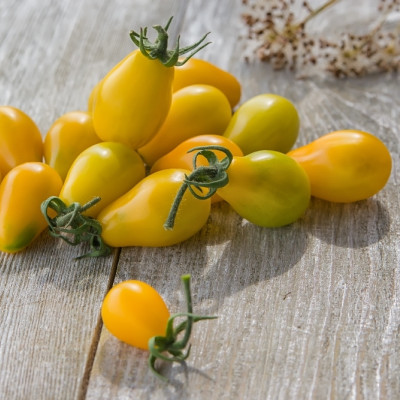 ORGANIC - Tomato - Yellow Submarine