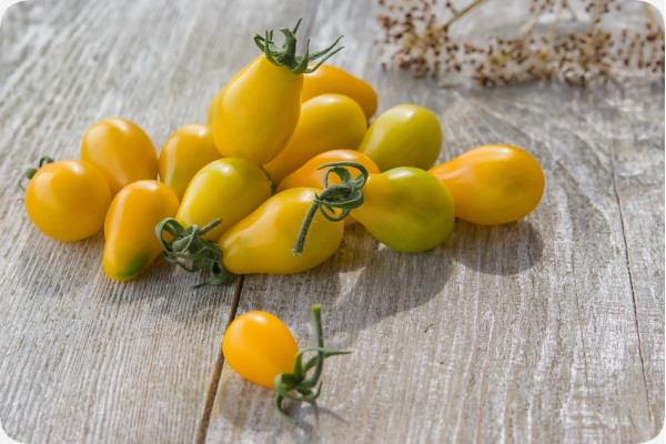 ORGANIC - Tomato - Yellow Submarine