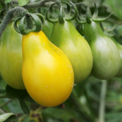 ORGANIC - Tomato - Yellow Submarine