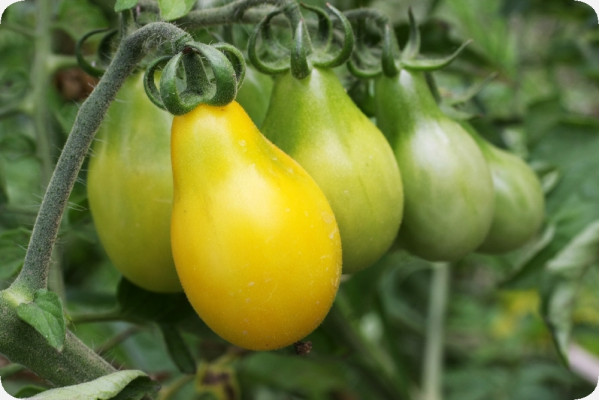ORGANIC - Tomato - Yellow Submarine