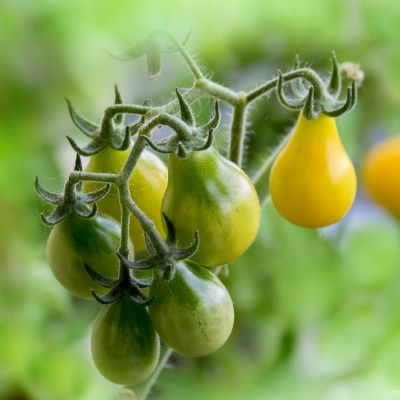 ORGANIC - Tomato - Yellow Submarine