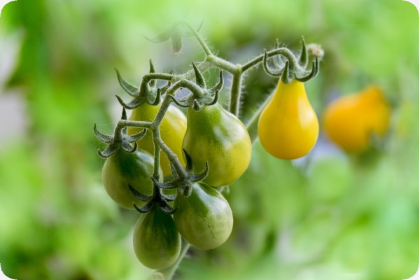 ORGANIC - Tomato - Yellow Submarine