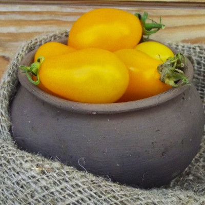 ORGANIC - Tomato - Yellow Submarine