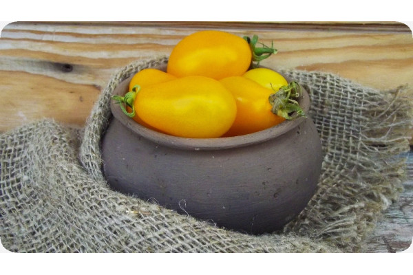 ORGANIC - Tomato - Yellow Submarine