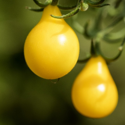 ORGANIC - Tomato - Yellow Submarine