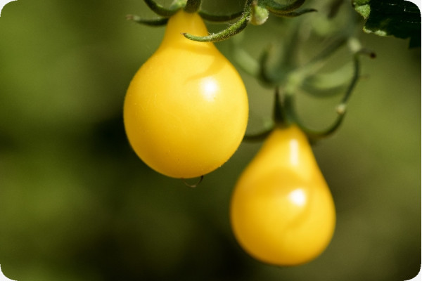 ORGANIC - Tomato - Yellow Submarine