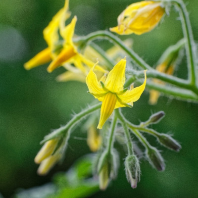 ORGANIC - Tomato - Yellow Submarine