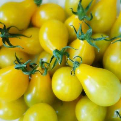 ORGANIC - Tomato - Yellow Submarine