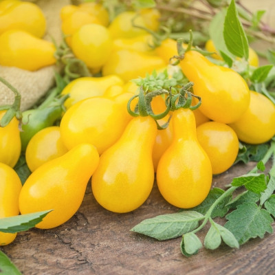 ORGANIC - Tomato - Yellow Submarine