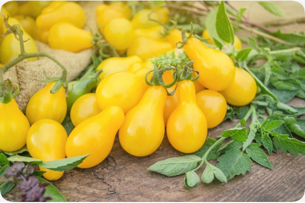 ORGANIC - Tomato - Yellow Submarine