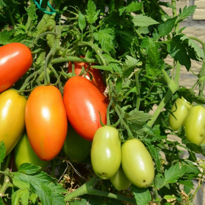 Organic - Tomato - Roma