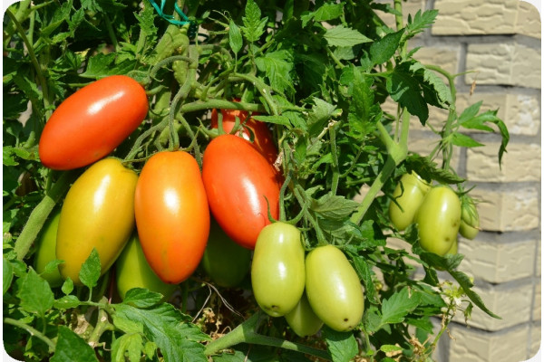 Organic - Tomato - Roma