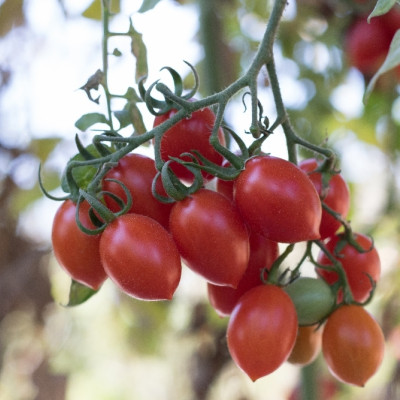 Organic - Tomato - Roma