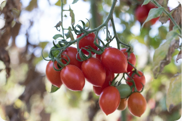 Organic - Tomato - Roma